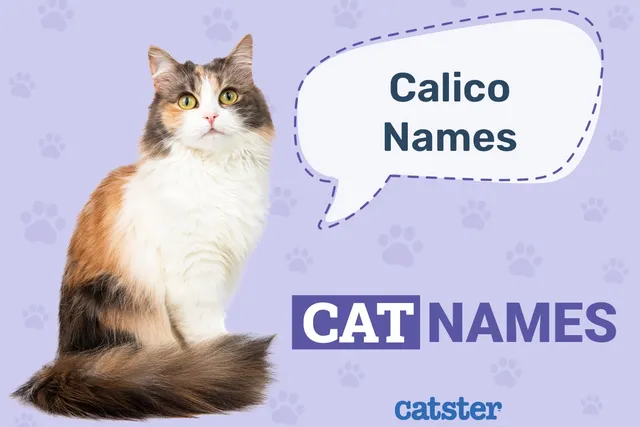 170 Calico Cat Names: Great Ideas for Your Elegant Cat