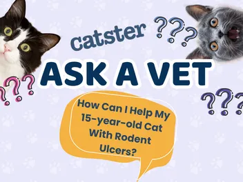 Ask Dr. Paola – HELP! How Can I Help My 15-year-old Cat With Rodent Ulcers? (September 7, 2026)