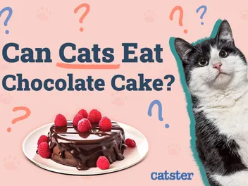 Can Cats Eat Chocolate Cake? Vet Reviewed Facts & Safety Guide