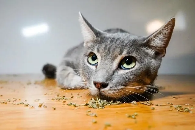 4 Totally Legal & Safe Ways to Get Your Cat High (Vet-Approved)