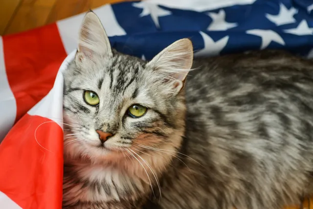 Why Is There an M on My Cat's Forehead? Facts & FAQ