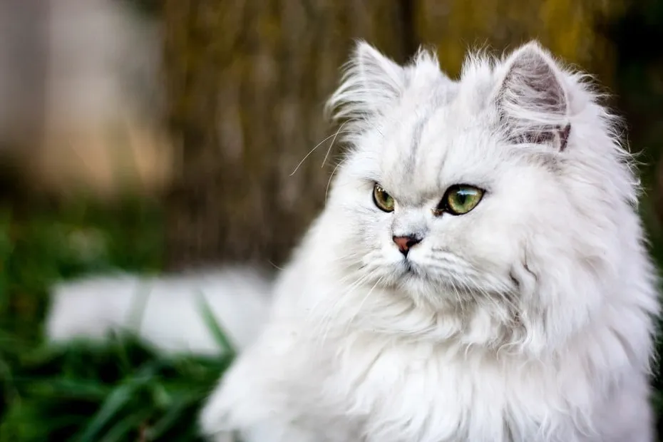 Persian-cat-looking-regal