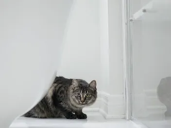 Why Does My Cat Follow Me to the Bathroom? Our Vet Explains