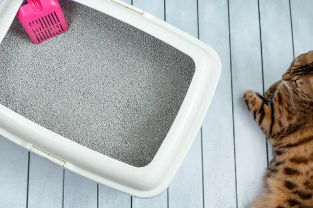 Why Your Older Cat Is Not Using the Litter Box (7 Likely Reasons)