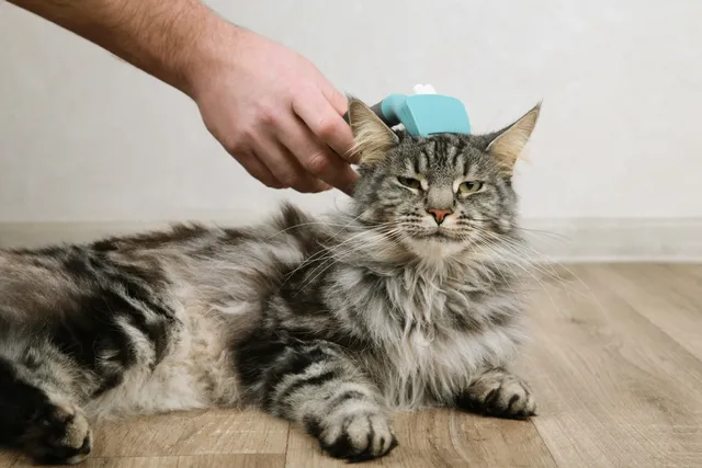 Can You Brush Your Cat Too Much? Vet-Reviewed Facts & FAQ