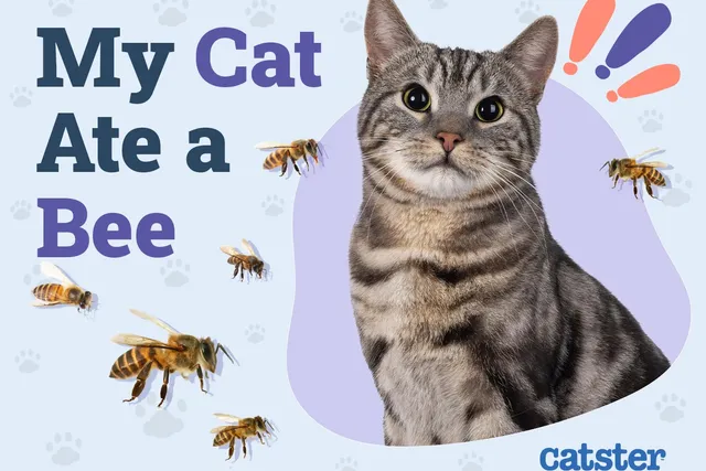 My Cat Ate a Bee! Here’s What to Do (Vet Answer)