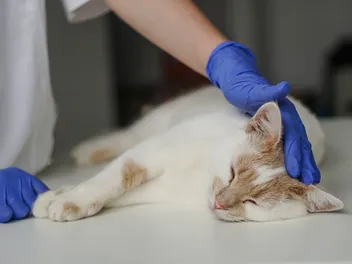 One in 100 Cats Gets Diabetes - Here's How to Catch It Early