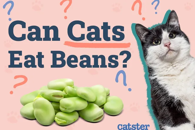 Can Cats Eat Beans? Vet-Approved Nutritional Facts & FAQ