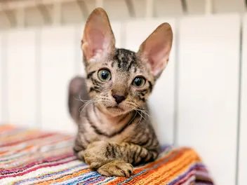 Cornish Rex Lifespan: How Long Do They Live? Vet-Reviewed Facts