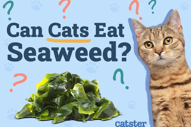 Can Cats Eat Seaweed? Vet-Approved Nutrition Facts & FAQ