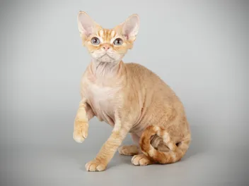 How Long Do Devon Rex Cats Live? Vet-Verified Facts & Data