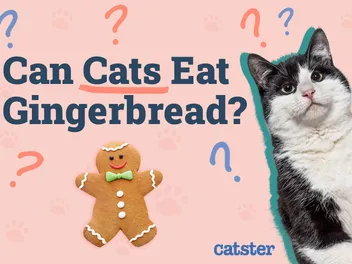 Can Cats Eat Gingerbread? Vet-Approved Facts & FAQ