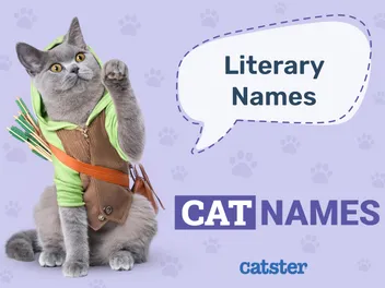 240+ Literary Cat Names: Great Ideas for Your Storied Cat