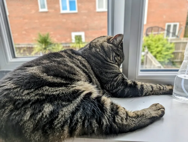 Cyril contemplates the risks that lie beyond the window.