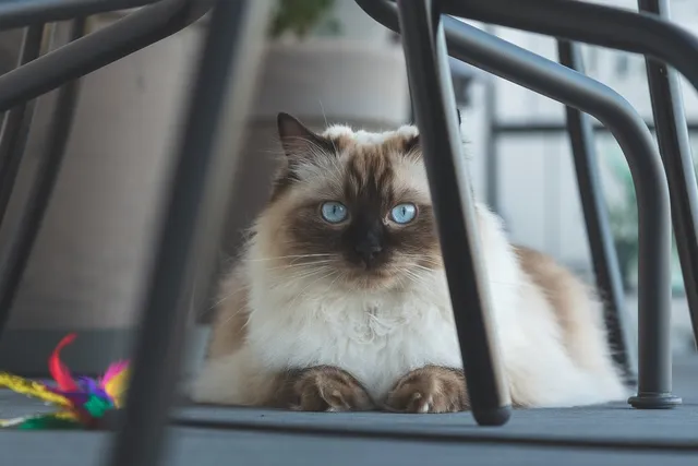 24 Types of Ragdoll Cat Colors & Patterns (With Pictures)