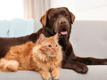 10 Ways to Help Cats and Dogs Get Along Better: Vet Reviewed Tips