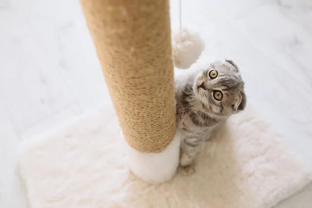 7 Amazing DIY Cat Scratch Boards & Pads You Can Create at Home (With Pictures)