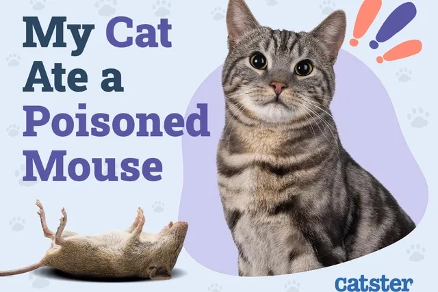 My Cat Ate a Poisoned Mouse! Crucial Vet Reviewed Next Steps