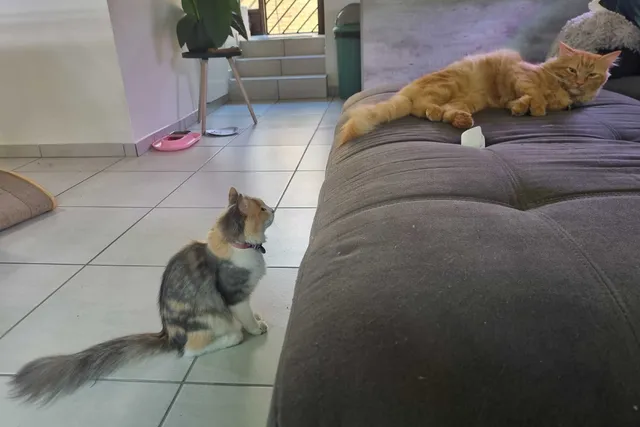 Perfect Kitty Frenemies: Ivy and Her Orange Friend