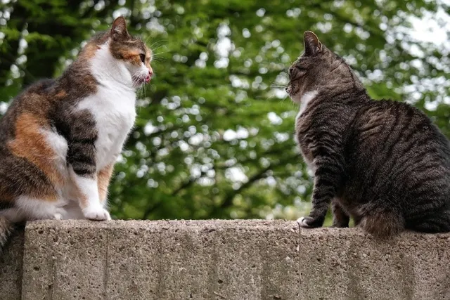 Do Cats Inbreed? Vet-Reviewed Dangers & Why It's Bad