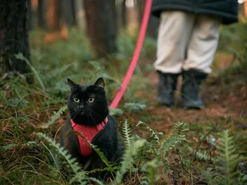 Can You Put a Cat on a Leash? Is It Cruel? Vet Approved Facts, Pros & Cons