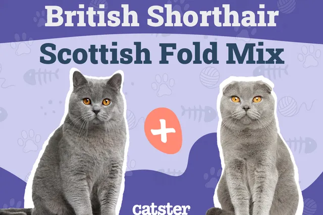 Scottish Fold British Shorthair Cat Mix: Info, Pictures, Temperament & Traits