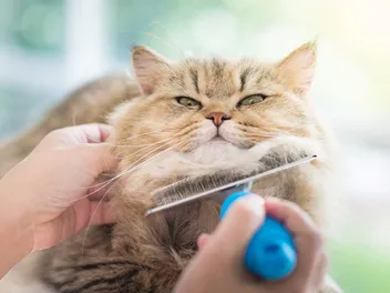 How to Groom Long-Haired Cats: 10 Vet-Verified Tips & Tricks