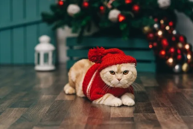 Top 8 Cat Christmas Card Ideas to Inspire You (With Pictures)