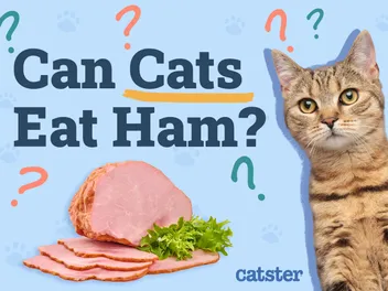 Can Cats Eat Ham? Vet-Approved Health Benefits & FAQ