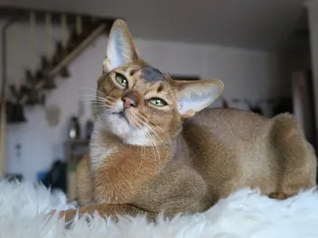 7 Vet-Verified Abyssinian Cat Colors: An Overview (With Pictures)