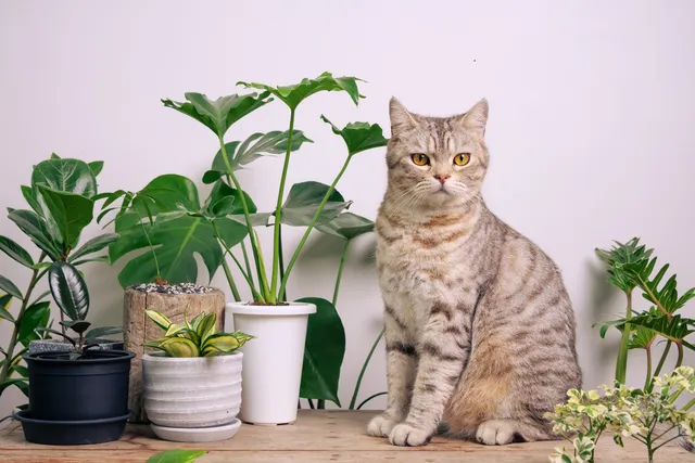 15 Plants to Add to Your Cat-Friendly Garden (Vet Answer)