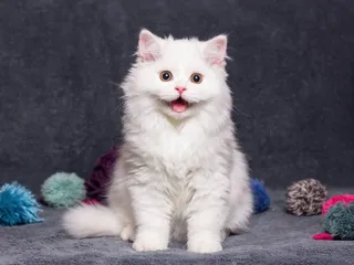 “Pspsps!” Why Cats Find This Sound Irresistible