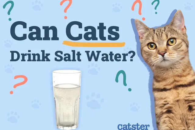 Can Cats Drink Salt Water? Vet-Reviewed Facts & Advice