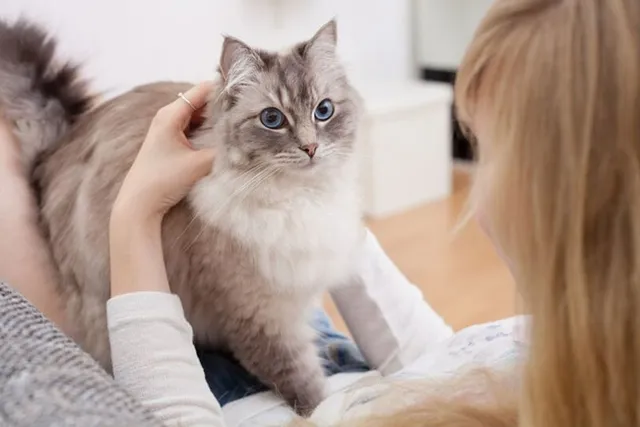 What's the Price of Having a Cat in Canada? Costs in 2026