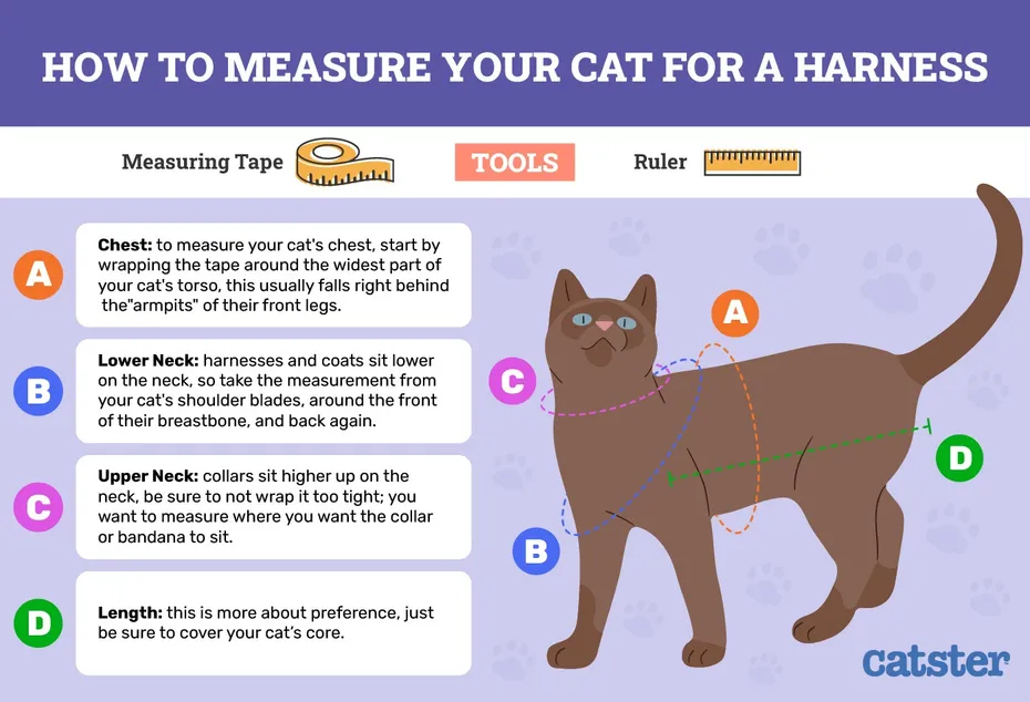 How-to-measure-your-cat-for-a-harness