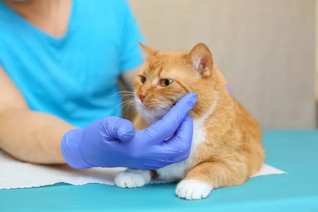 The Importance of Regular Cat Checkups: 4 Vet Reviewed Benefits