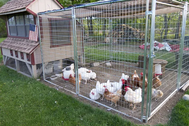 How to Keep Cats Away From Chickens: 8 Vet-Approved Tips