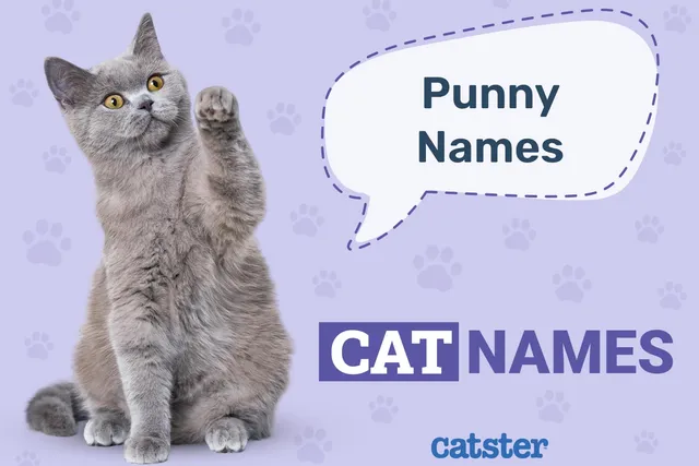 130+ Punny Cat Names: Great Ideas for Your Adorkable Cat