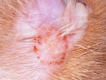 What Does Ringworm Look Like on a Cat? Vet Approved w/ Pictures