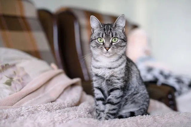 Are American Shorthair Cats Hypoallergenic? Vet-Reviewed Facts & Allergy Precautions