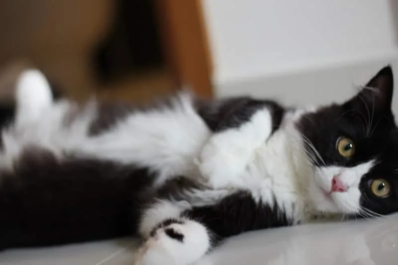Tuxedo cat