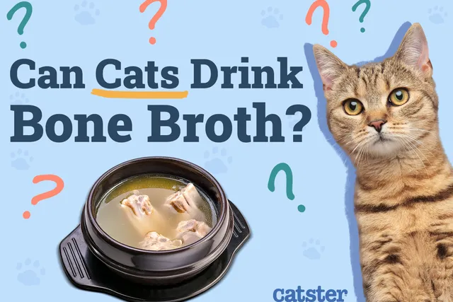 Can Cats Drink Bone Broth? Vet-Approved Nutritional Facts & FAQ