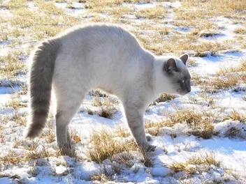 Why Do Cats Arch Their Back? 5 Vet-Verified Reasons for this Behavior