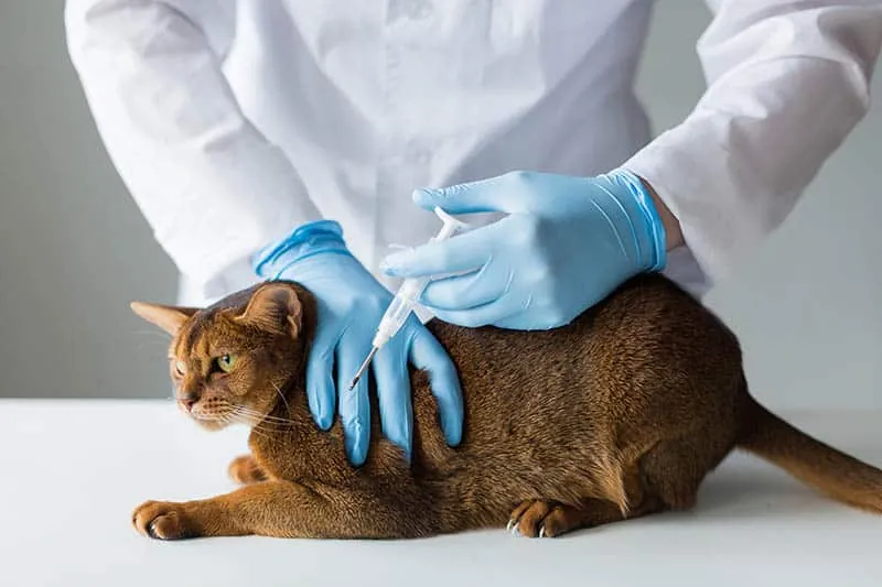 vet-microchipping-a-cat