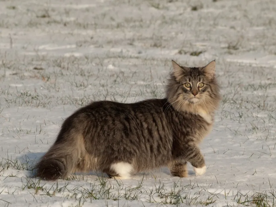 mackerel tabby pattern norwegian forest cat walking in the snow