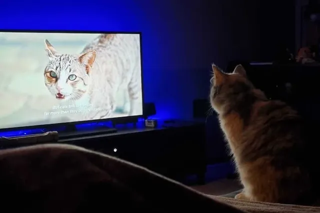 'Inside the Mind of a Cat' Netflix Documentary Review 2026: Pros & Cons