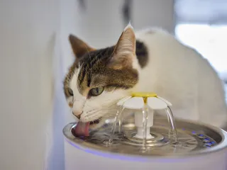 When a Cat Becomes a Water Fountain – Why Cats Vomit After Drinking