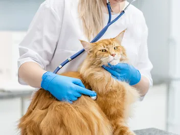 Pancreatitis in Cats: Signs, Care & Treatment (Vet Answer)