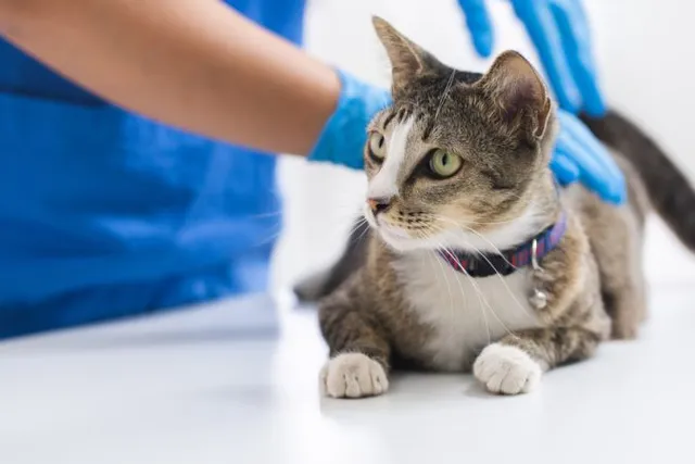 Feline Leukemia Virus in Cats (Vet Answer): Signs, Causes & Care