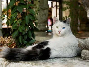 What & Where Is the Odd Cat Sanctuary? Facts & FAQ